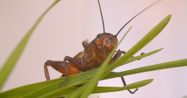 Zbliżenie Grasshopper indeksowania na zielonych liści na białym tle. — Wideo stockowe