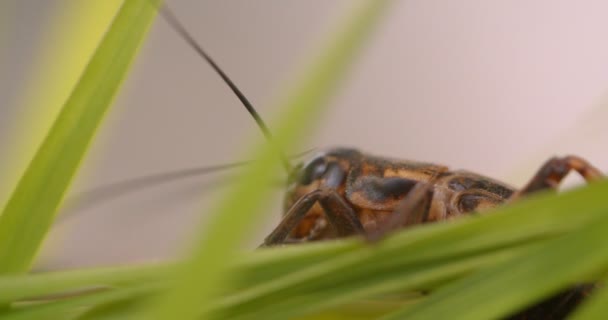 Zbliżenie konik polny ukrywający się w zielonych liściach na białym tle. — Wideo stockowe