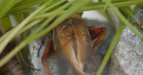 Close-up shot van June bug verstopt in groene bladeren en actief bewegen op witte achtergrond. — Stockvideo