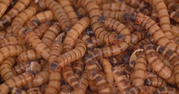 Gros plan de larves ou d'asticots brun clair qui se tortillent dans un terrarium . — Video
