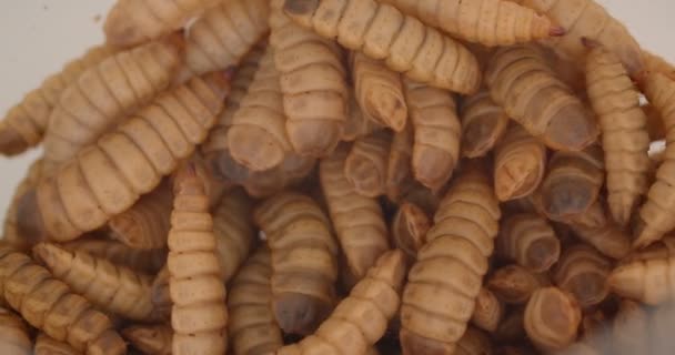 Närbild skott av av fluga fett brun larv eller fluglarver skruva i terrarium. — Stockvideo