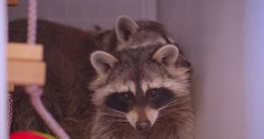 Hayvanat bahçesi kafesinde iki sevimli kabarık rakunun çevreyi gözlemleme konusunda dikkatli olması nın yakın çekim çekimi.