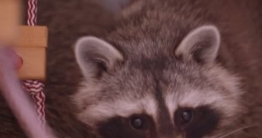 Hayvanat bahçesi kafesinde oldukça kabarık rakun yakın çekim dikkatle ve sakince çevrede izliyor.