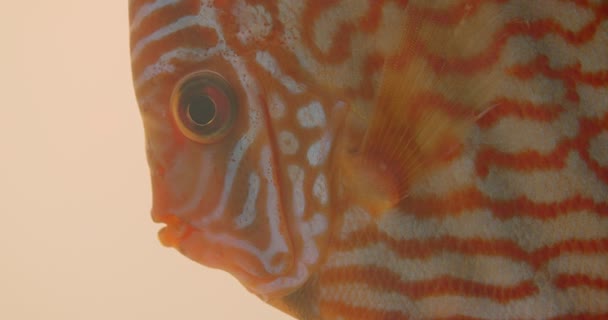 Close-up shot of motley flat orange striped fish swimming in the aquarium calmly and opening mouth. — Stock Video