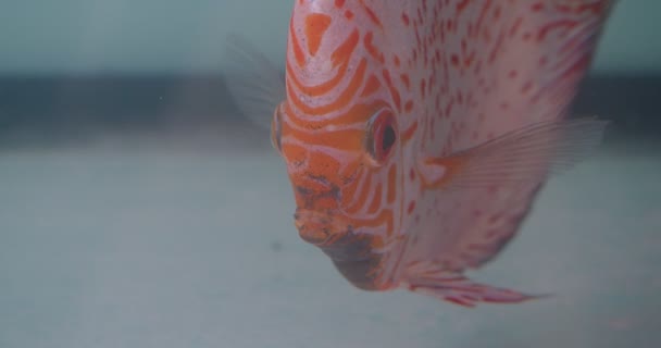 Крупный план пестрой плоской апельсиновой полосатой рыбы, спокойно смотрящей в камеру в аквариуме . — стоковое видео