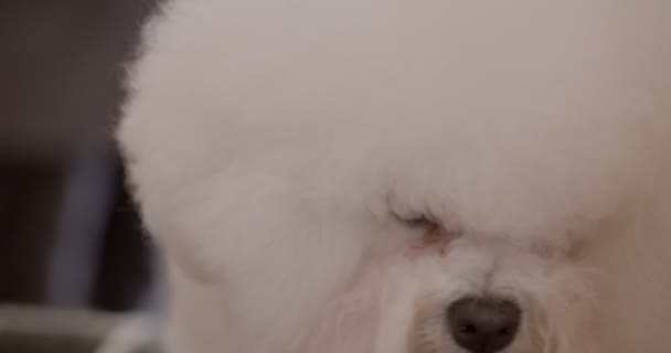 Close-up tiro de fofo fofo poodle branco virando-se e empurrando dentro de casa . — Vídeo de Stock