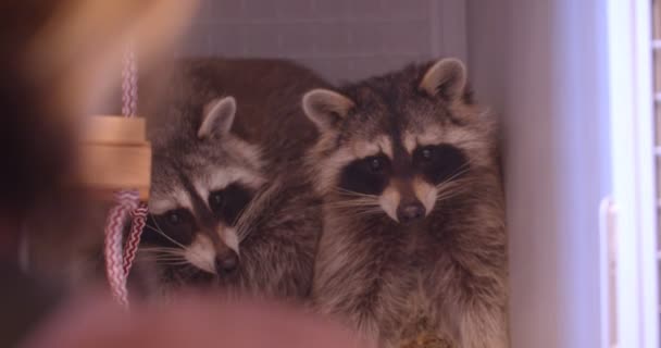 Primer plano de dos mapaches en la jaula del zoológico nerviosos y asustados . — Vídeo de stock