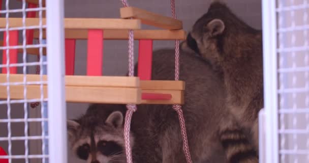 Κοντινό πλάνο από δύο χαριτωμένα χνουδωτά ρακούν που παίζουν στην κούνια στο κλουβί του ζωολογικού κήπου. — Αρχείο Βίντεο