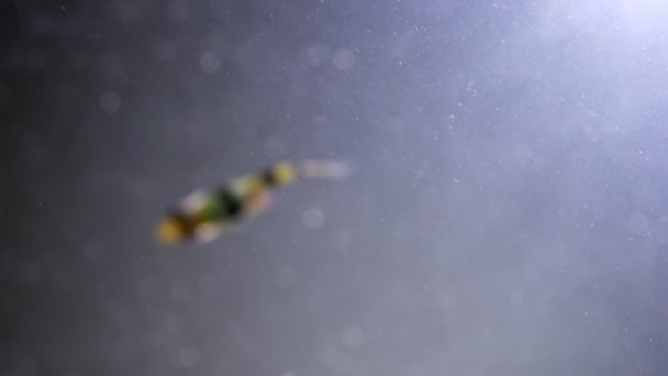 Closeup lő halak úszás egy sáros vízben egy műanyag szalma dobnak az óceánban. A tengeri szennyezés problémája — Stock videók