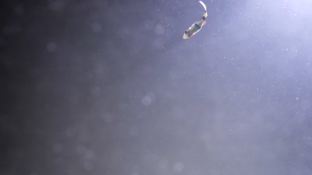 Close-up schieten van vissen zwemmen in een modderig water met een plastic fles wordt gegooid. Het milieuprobleem van verontreiniging van de Oceaan — Stockvideo