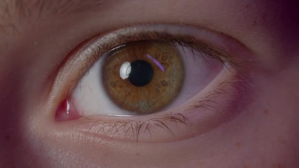 Närbild shoot av kaukasiska person blinkande hans bruna ögon med reflektion av Puple lampa titta uppmärksamt i kameran. — Stockvideo