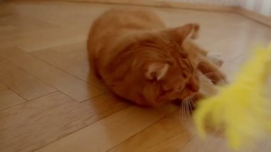 Sevimli zencefil kedi evde eğlenceli ve neşeli olan bir gıdıklayıcı yakalamak için çalışırken katta yatan.