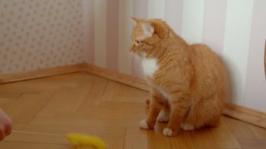 Kadın evde dolgun sopa kullanarak onu sevimli zencefil kedi gıdıklama.