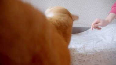 Sevimli zencefil kedi evde eğlenceli ve neşeli olan bir gıdıklayıcı yakalamak için çalışırken yatakta sırtüstü yatan.