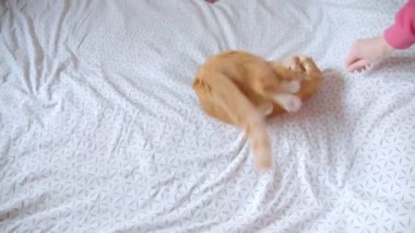Sevimli zencefil kedi evde rahatsız ve neşeli olan bir gıdıklayıcı yakalamak için çalışırken yatakta sırtüstü yatan.