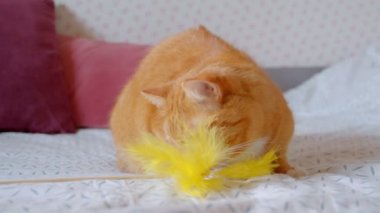 Sevimli zencefil kedi yatakta oynarken oturan ve evde konsantre ve neşeli olmak sarı plumulet chumping.