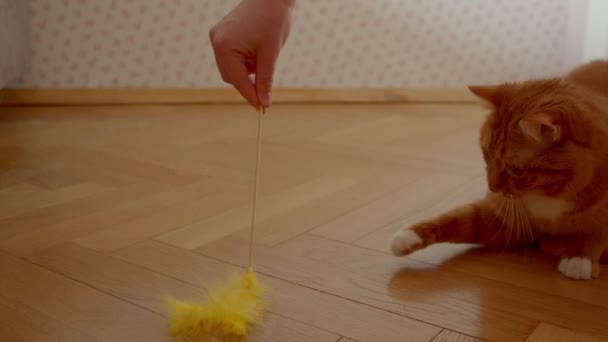 Schattige gember kat proberen te vangen een tickler wordt speels en vrolijk thuis. — Stockvideo