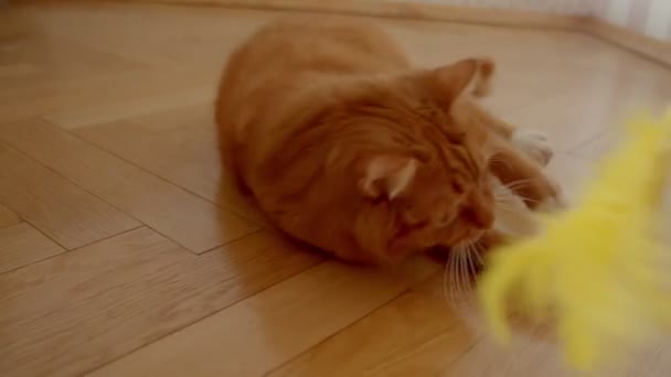 Sevimli zencefil kedi evde eğlenceli ve neşeli olan bir gıdıklayıcı yakalamak için çalışırken katta yatan. — Stok video