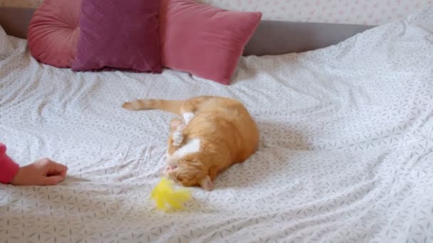 Lindo jengibre gato acostado en espalda en cama jugando y chumping el tickler ser concentrado y alegre en casa . — Vídeos de Stock