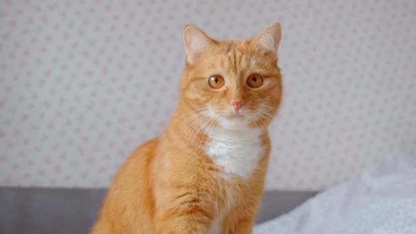 Lindo gato jengibre sentado en la cama y mirando hacia los lados siendo tranquilo e interesado en casa . — Vídeo de stock