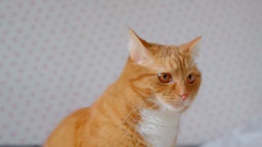 Sevimli zencefil kabarık kedi yatakta yukarı sakin ve evde ilgi izlerken oturan.