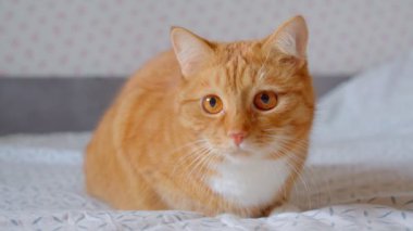 Sevimli kabarık zencefil kedi yatakta oturan ve sabit odaklı olmak izliyor ve keskin atlar.