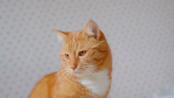 Gato de gengibre fofo bonito sentado na cama e assistindo fixamente sendo focado e interessado em casa . — Vídeo de Stock