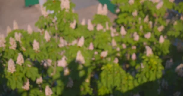 Аерофотозйомка квітучих каштанових дерев в спекотний літній день з розмитим фокусом — стокове відео