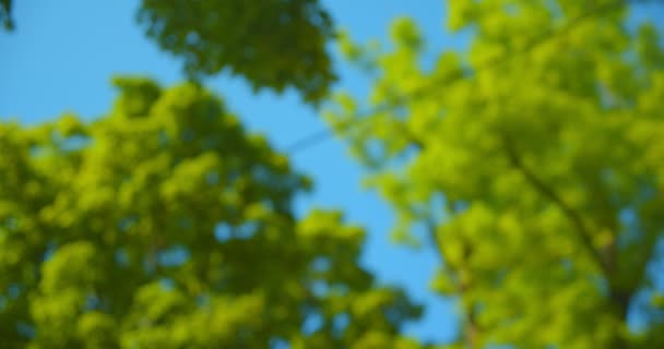 Homályos lő gyönyörű zöld fák természet a forró nyári nappali homályos fókusz — Stock videók