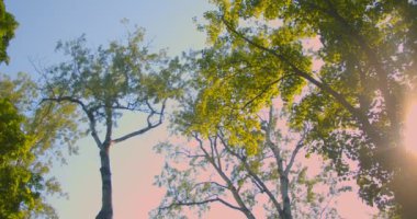 Sıcak yaz aylarında parkta güzel yeşil ağaçlar doğa etrafında hareket kamera ile ateş