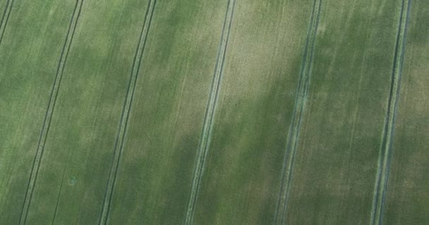 Luchtfoto vliegen boven de groene velden plantage buitenshuis — Stockvideo