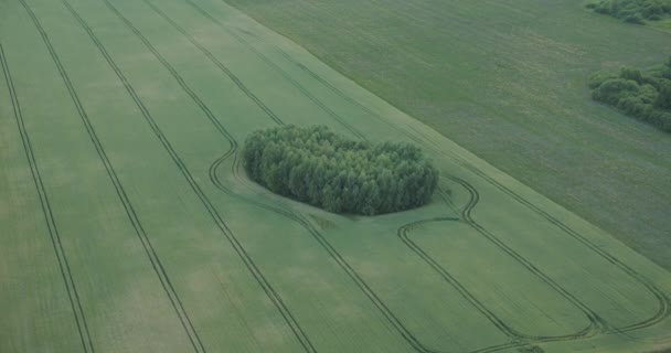 Luchtfoto vliegen boven het bos in de groene velden buiten in het landelijk gebied — Stockvideo