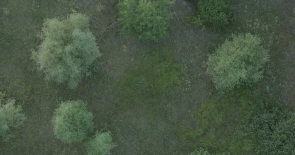 Aerial view flying above the trees and woods nature outdoors — Stock Video