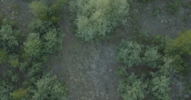 Luchtfoto vliegen boven de pijnbomen en bossen natuur buitenshuis — Stockvideo