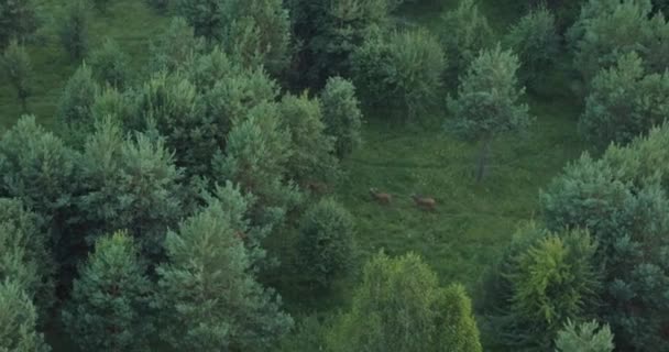 Vue aérienne des cerfs marchant dans les bois dans la nature sauvage à l'extérieur — Video