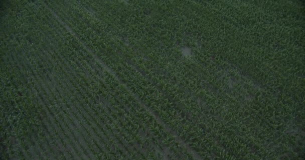 屋外のプランテーションで作物畑の航空写真トップシュート — ストック動画