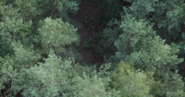 Luchtfoto vliegen boven de pijnbomen en bossen natuur in de groene wildernis buitenshuis — Stockvideo