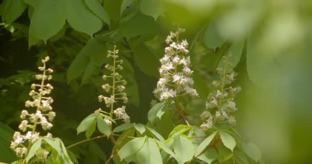 Primo piano germoglio di bellissimo castagno verde fioritura maggio stagione calda — Video Stock