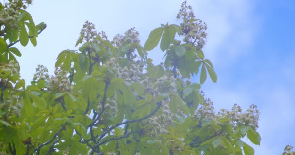 Tiro close-up de bela árvore castanha verde florescendo em pode estação quente com céu nublado — Vídeo de Stock
