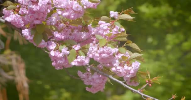 Nahaufnahme Trieb eines schönen grünen Baumes mit rosa Blüten, die in der warmen Jahreszeit gedeihen — Stockvideo