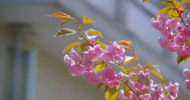 Nahaufnahme Trieb eines schönen grünen Baumes mit rosa Blüten, der in der warmen Jahreszeit blüht — Stockvideo
