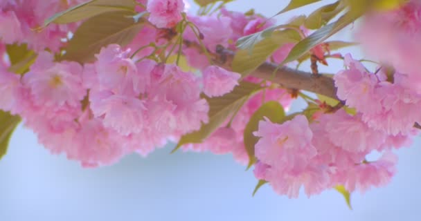 Close-up shoot van mooie groene boom met roze bloesems bloeit in mei warme seizoen met blauwe hemel op de achtergrond — Stockvideo