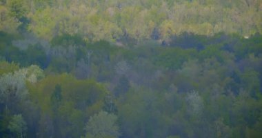 Sıcak bir yaz sezonunda parkta güzel ağaç manzara havadan görünümü ateş