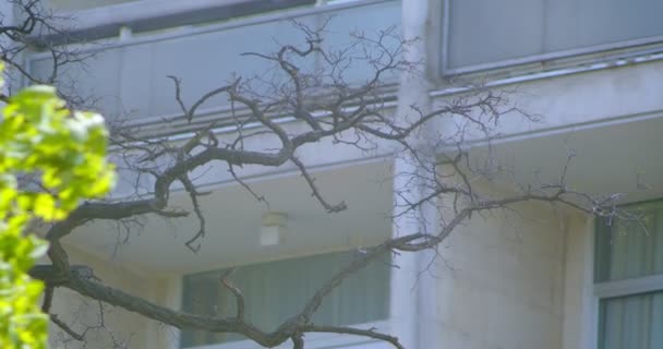 Closeup shoot of beautiful green japanese tree blooming in warm season in the pretty suburbs — Stock Video