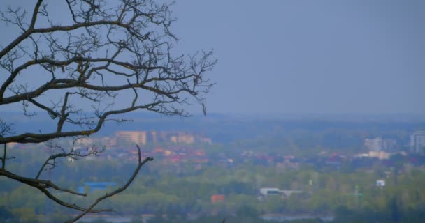 Vista aérea de brote de hermoso árbol japonés con paisaje urbano industrial de la ciudad y el cielo azul en el fondo — Vídeos de Stock