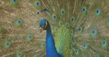 Doğada açık havada kamera önünde poz geniş açık kuyruk ile güzel bir tavus kuşu Closeup makro portre