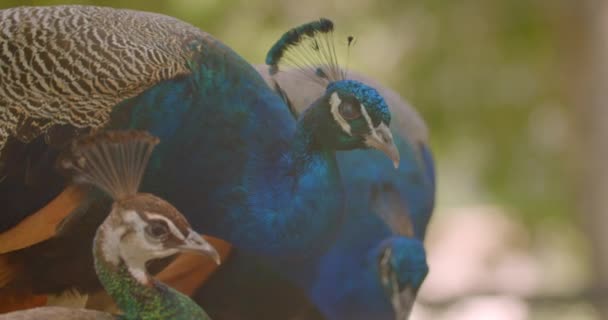 Portrait rapproché de quelques beaux paons mâles et femelles dans la nature à l'extérieur 