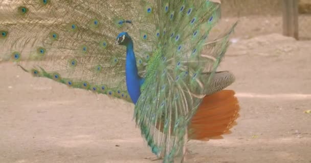자연 야외에서 카메라 앞에서 포즈를 취하는 넓은 열린 꼬리가있는 아름다운 공작의 세부 초상화를 클로즈업 — 비디오