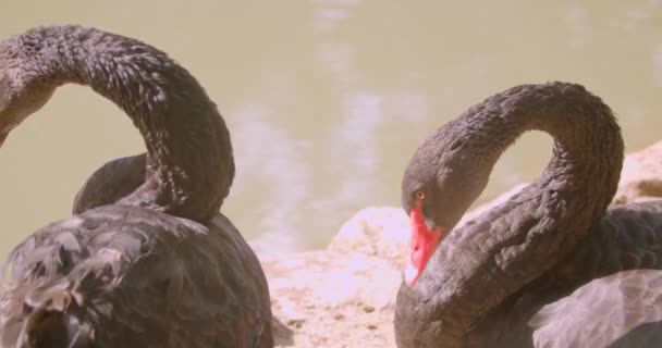 Tiro close-up de dois belos cisnes negros nadando no lago juntos na natureza — Vídeo de Stock