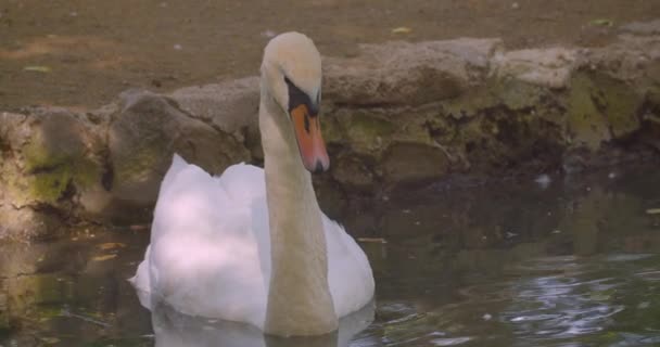 Closeup hajtás egyetlen szép fehér hattyú úszás előtt a kamera a tóban a természetben a nemzeti parkban — Stock videók